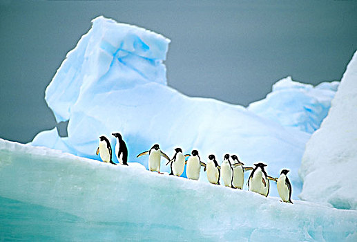 阿德利企鹅,休息,块,冰川冰,南极半岛