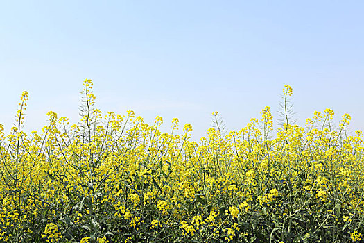 油菜花田