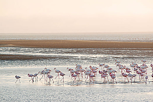 大红鹳,火烈鸟,水中,湾,纳米比亚,非洲