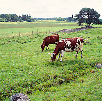 母牛,放牧,地点,俯视图