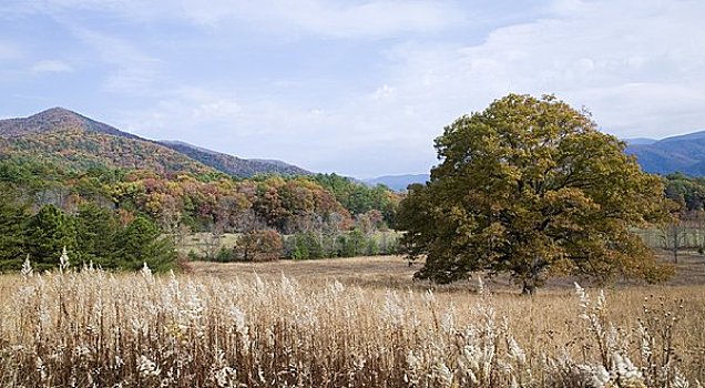 凯德斯谷,烟,山峦,国家公园,田纳西,美国