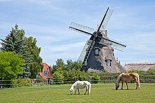 马,小马,放牧,正面,风车,公元前13世纪的塔和城堡,梅克伦堡,乡村,梅克伦堡前波莫瑞州,德国,欧洲