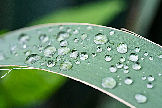 特写,雨,水滴,叶子,大幅,尺寸