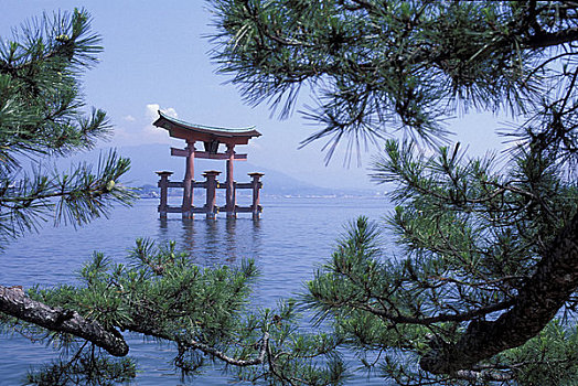 日本,靠近,广岛,宫岛,大门,松树