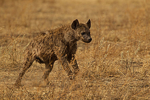 斑点,鬣狗,斑鬣狗,坦桑尼亚