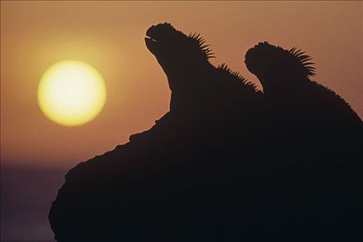 海鬣蜥,一对,剪影,火山岩,岸边,日落,费尔南迪纳岛,加拉帕戈斯群岛,厄瓜多尔