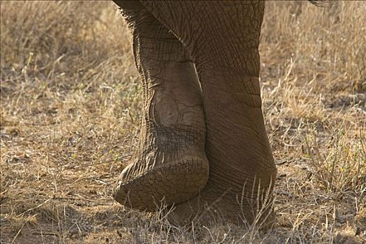 非洲象,腿,肯尼亚