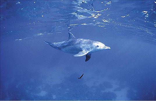 海豚,宽吻海豚,红海,海洋动物,哺乳动物,动物