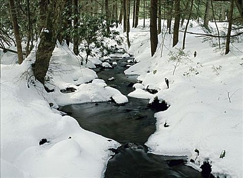 白头鹰,树林,宾夕法尼亚,美国