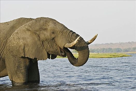 喝,非洲象,乔贝,河,乔贝国家公园,博茨瓦纳,非洲