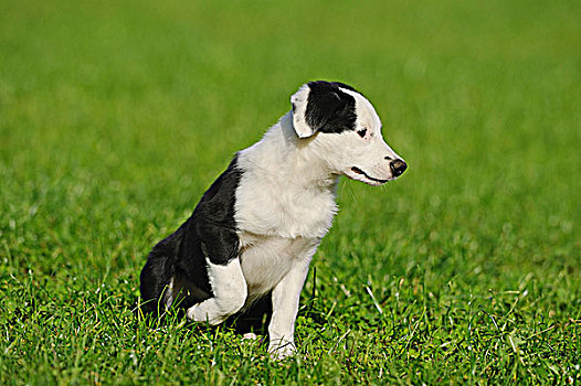 博德牧羊犬,小狗,牧场