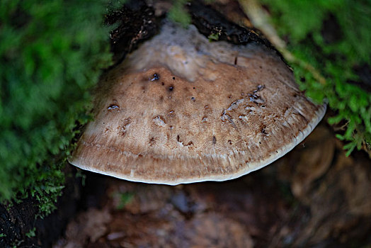 德国乡村森林漫步采蘑菇