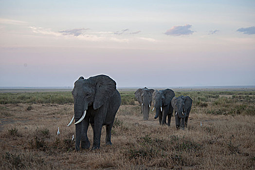 非洲大象123