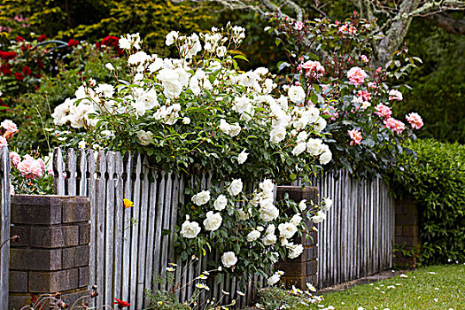 花,玫瑰,悬挂,花园栅栏