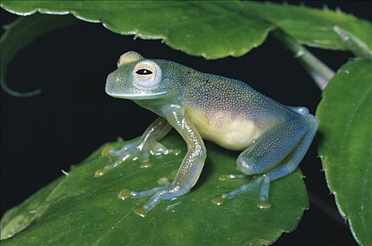 条纹状,青蛙,雾林,生态系统,哥斯达黎加