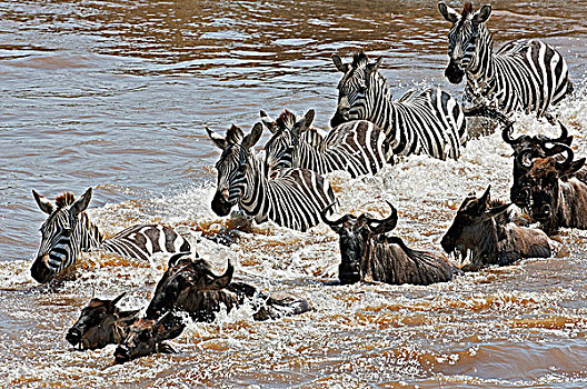 角马,人行横道,马拉河,迁徙,塞伦盖蒂国家公园,坦桑尼亚北部,马赛马拉国家保护区