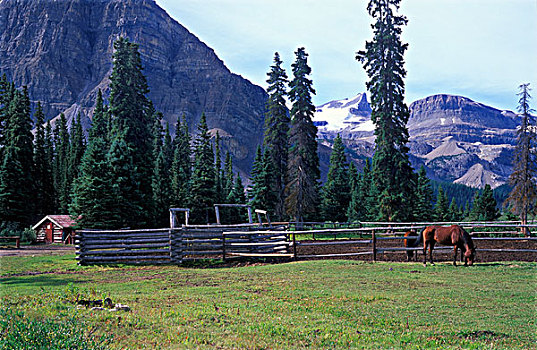 木屋,马,畜栏,牧场,班芙国家公园,艾伯塔省,加拿大