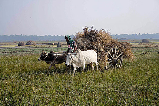 阉牛,手推车,装载,稻田,孟加拉,一月,2008年