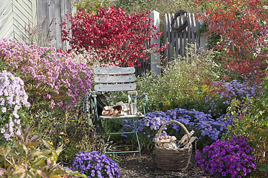 椅子,秋天,花园,紫苑属,白色,木头,卫茅属植物