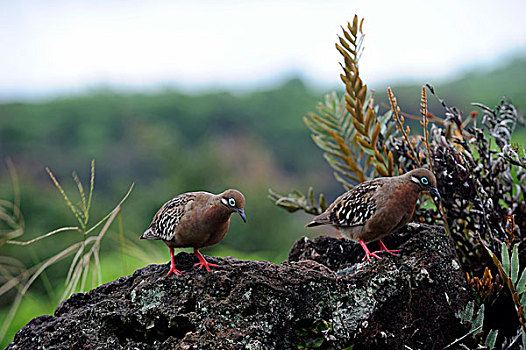 厄瓜多尔,加拉帕戈斯群岛,圣克鲁斯岛,加拉帕戈斯,鸽子