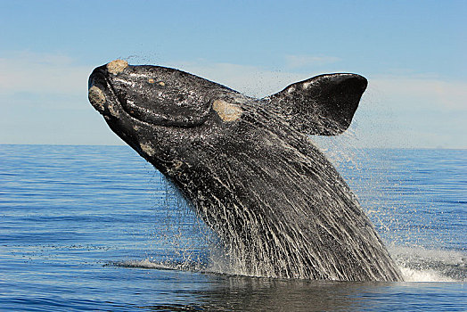 南露脊鲸,跳跃,室外,水,瓦尔德斯半岛,巴塔哥尼亚,阿根廷,南美