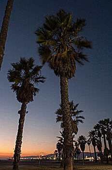 棕榈树,海滩,日落