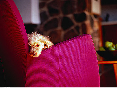 肖像,狗,坐,椅子