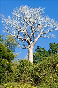 马达加斯加,猴面包树