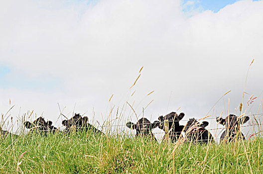 母牛,围栏,土地
