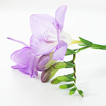 紫色,小苍兰属植物