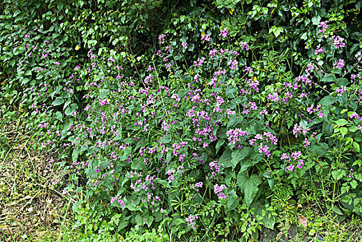 花,诺福克,英格兰,欧洲