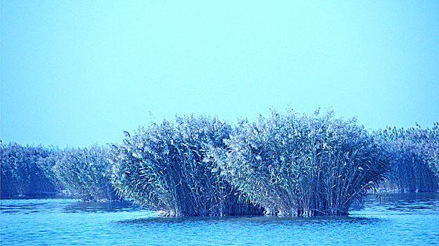 沙湖,湖,芦苇