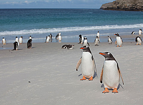 巴布亚企鹅,企鹅,海滩,福克兰群岛
