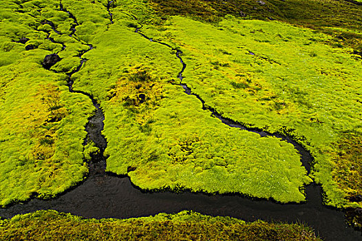 小溪,苔藓,高地,冰岛,欧洲
