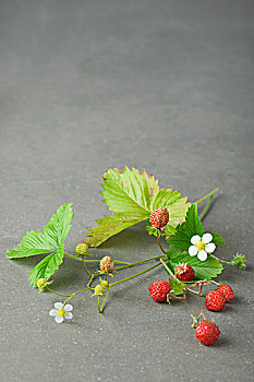 根除,草莓植物