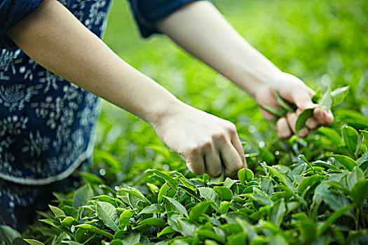 茶农在茶园采茶