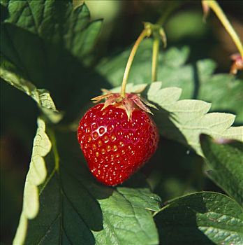 草莓,植物,太阳