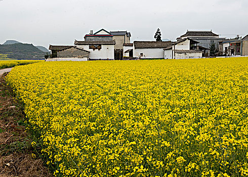 云南罗平县,乡村公路旁,油菜地,徐学哲摄影,尼康,年,月