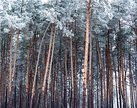 松树,树林,遮盖,白霜