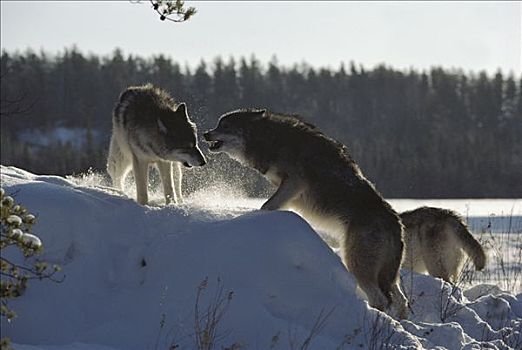 大灰狼,狼,一对,雪中,展示,强势,明尼苏达