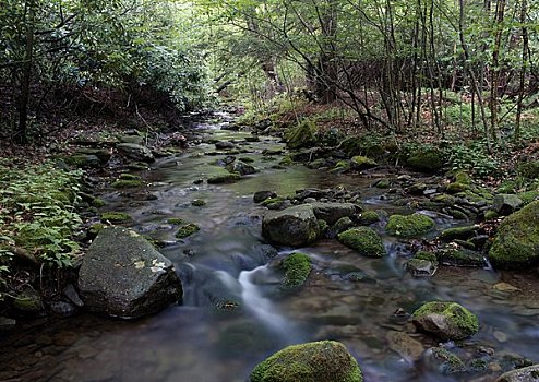 溪流,流动,树林,响尾蛇,波科诺山,宾夕法尼亚,美国