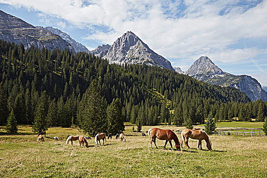 牧群,马,放牧,山谷,埃尔瓦尔德,提洛尔,奥地利