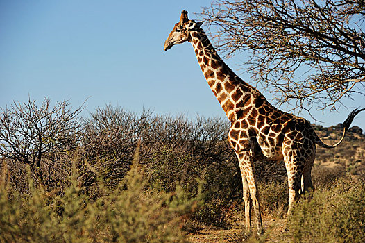 长颈鹿,区域,纳米比亚,非洲