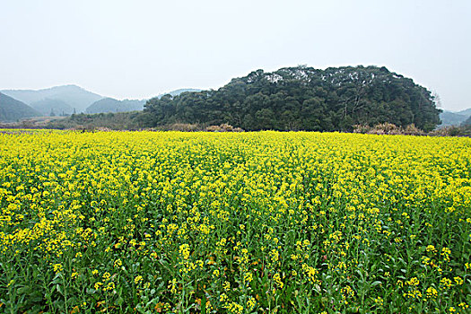 婺源,春天,油菜花,徽派,建筑,思溪延村,风情,风景,风光,乡村,民居