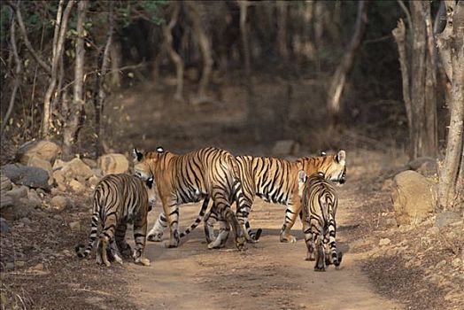 孟加拉虎,虎,土路,伦滕波尔国家公园,印度