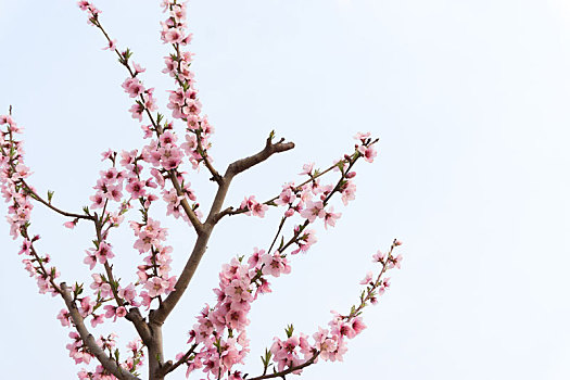 蓝色天空背景下的春天里盛开的一枝桃花