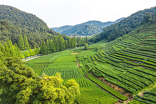 杭州茶园基地