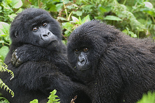 卢旺达,火山国家公园,幼兽,山地大猩猩,大猩猩,兄弟姐妹