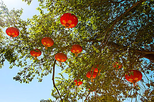 挂满中国红色灯笼的树