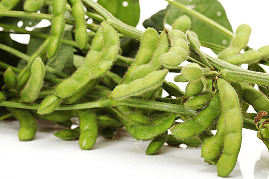 毛豆,新鲜,收获,农作物,隔绝,白色背景,背景